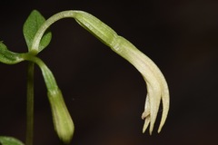 Triphora trianthophoros trianthophoros