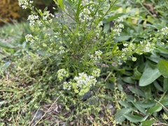 Lepidium virginicum