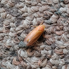 Gyponana gladia