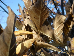 Chionanthus virginicus