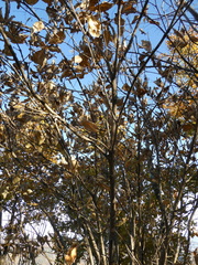 Chionanthus virginicus