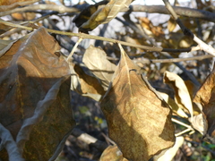 Chionanthus virginicus