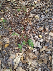 Hypericum hypericoides