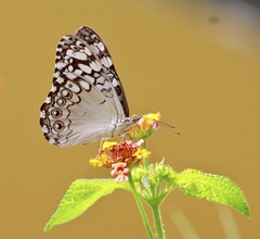 Hamadryas