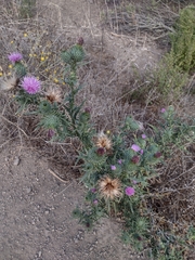 Cirsium vulgare