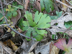 Geranium maculatum