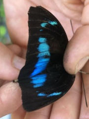 Archaeoprepona demophon