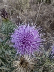 Cirsium vulgare