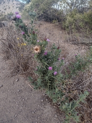 Cirsium vulgare