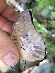 Archaeoprepona demophon