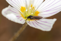 Mythicomyiidae