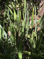 Sansevieria