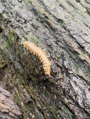 Arthrophaga myriapodina