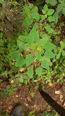 Euphorbia eglandulosa