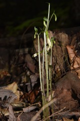 Triphora trianthophoros trianthophoros