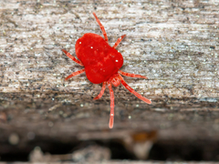 Trombidium holosericeum