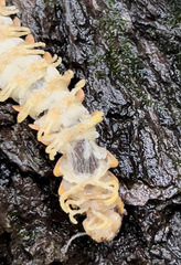 Arthrophaga myriapodina