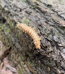 Arthrophaga myriapodina