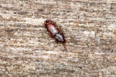 Cerylon ferrugineum