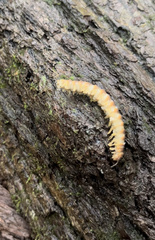 Arthrophaga myriapodina