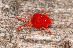 Trombidium holosericeum