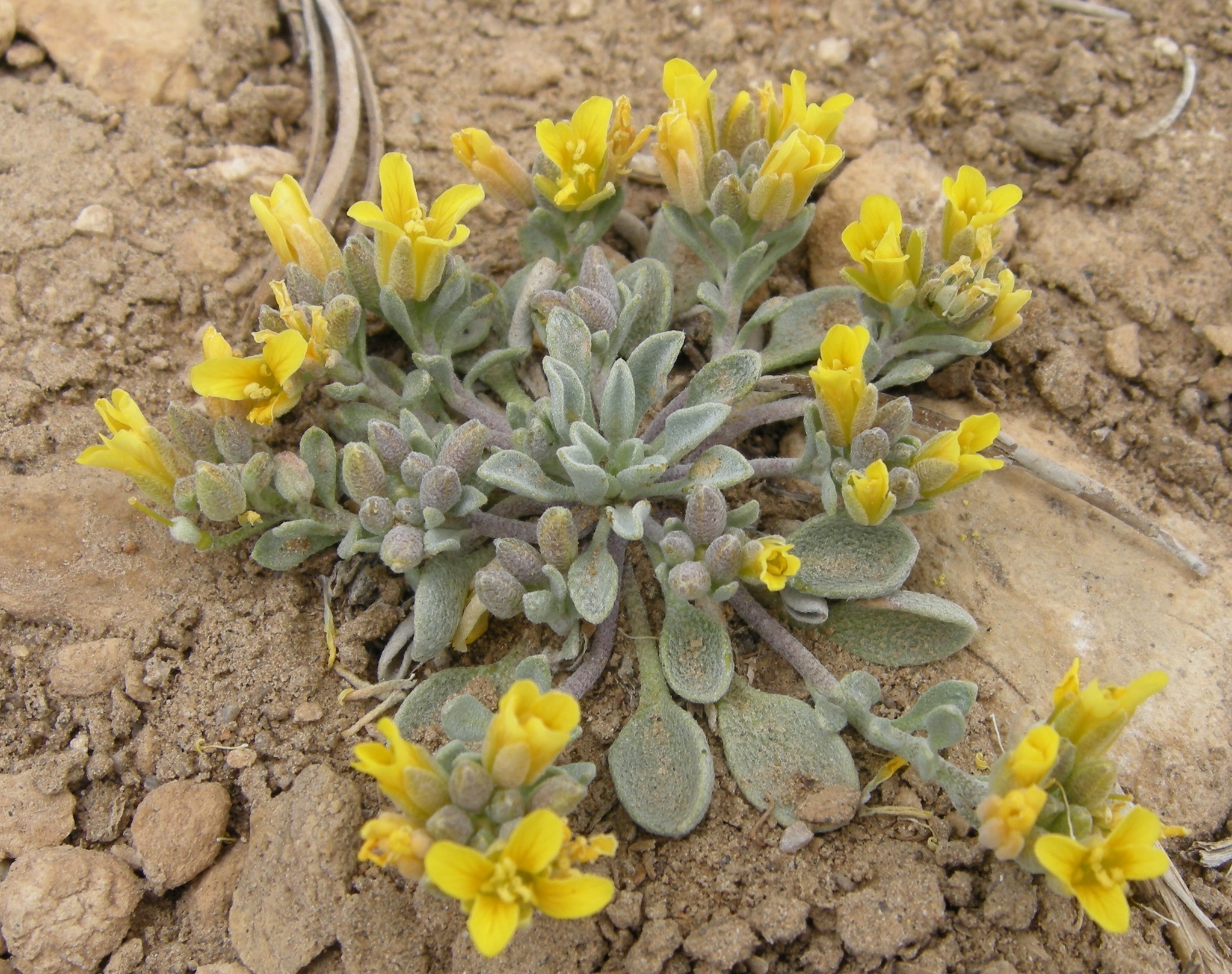Physaria kingii
