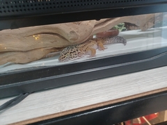 Eublepharis macularius