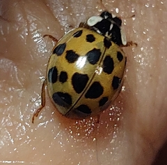 Harmonia axyridis