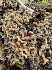 Auricularia mesenterica
