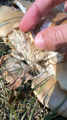 Clitocybe brunneocephala