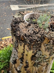 Auricularia mesenterica