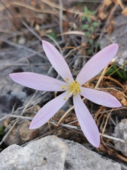 Colchicum cupanii