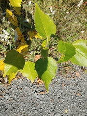 Betula platyphylla