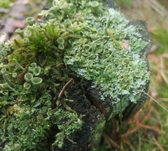 Cladonia digitata
