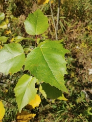 Betula platyphylla