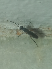 Diptera