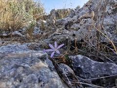 Colchicum cupanii