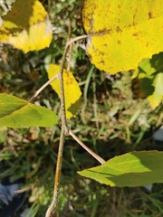 Betula platyphylla
