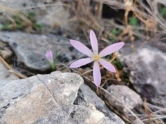 Colchicum cupanii
