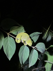 Chamaeleo dilepis