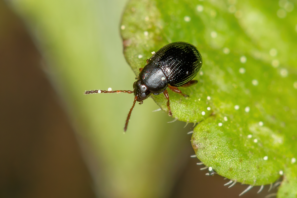 Batophila rubi