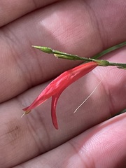 Dicliptera sexangularis