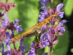 Melitaea phoebe