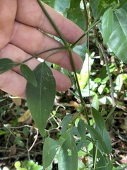 Dicliptera sexangularis