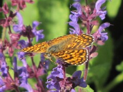 Melitaea phoebe