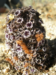 Pholisma arenarium