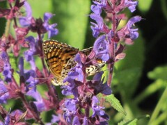 Melitaea phoebe