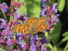 Melitaea phoebe