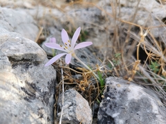 Colchicum cupanii
