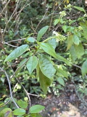 Croton glabellus